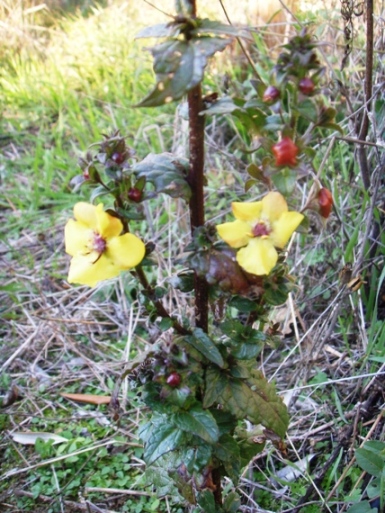 Pianta con bei fiori gialli - Verbascum blattaria